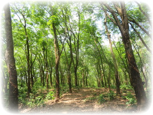 Scenery in Guatemala